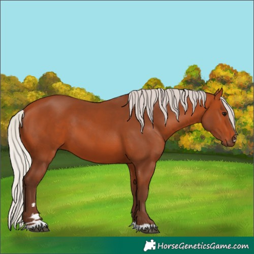 Horse Color:Unknown 