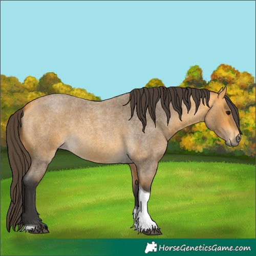 Horse Color:Unknown 