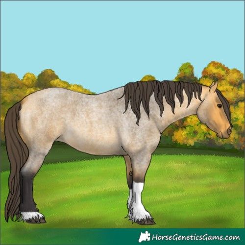 Horse Color:Unknown 