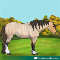 Horse Color:Unknown 