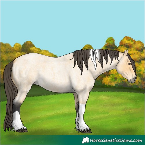 Horse Color:Unknown 