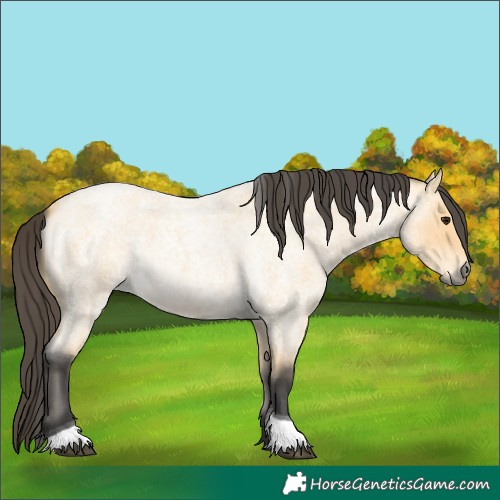 Horse Color:Unknown