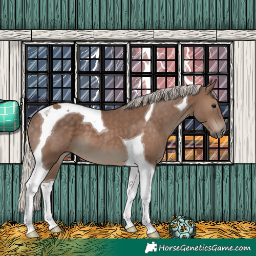 Horse Color:Silver Black Tobiano 