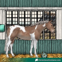 Horse Color:Silver Black Tobiano 