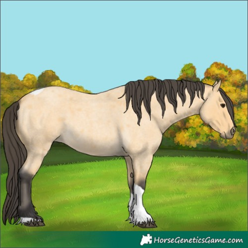 Horse Color:Unknown 