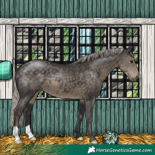 Horse Color:Silver Smoky Black 