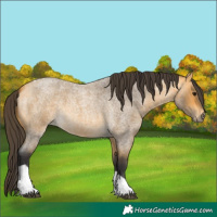 Horse Color:Unknown 