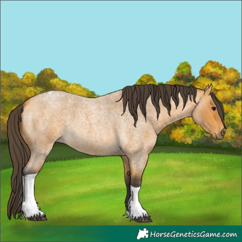 Horse Color:Unknown