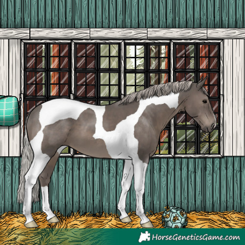 Horse Color:Silver Black Tobiano 