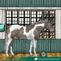 Horse Color:Silver Black Tobiano