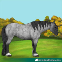 Horse Color:Unknown 