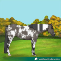 Horse Color:White Spotted Grullo