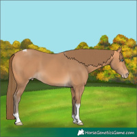 Horse Color:Gray Perlino Tobiano 
