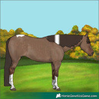 Horse Color:Liver Red Dun Tobiano