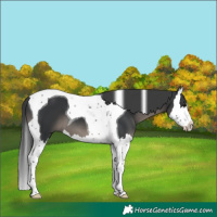 Horse Color:Black Splash Tobiano
