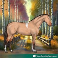 Horse Color:Bay Dun Tobiano 