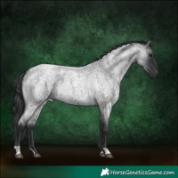 Horse Color:Blue Roan