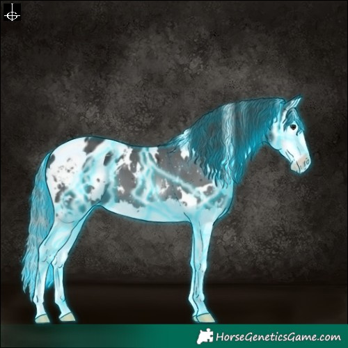 Horse Color:Thunderstruck White Spotted Black Splash Appaloosa 