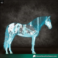 Horse Color:Thunderstruck White Spotted Black Splash Appaloosa 