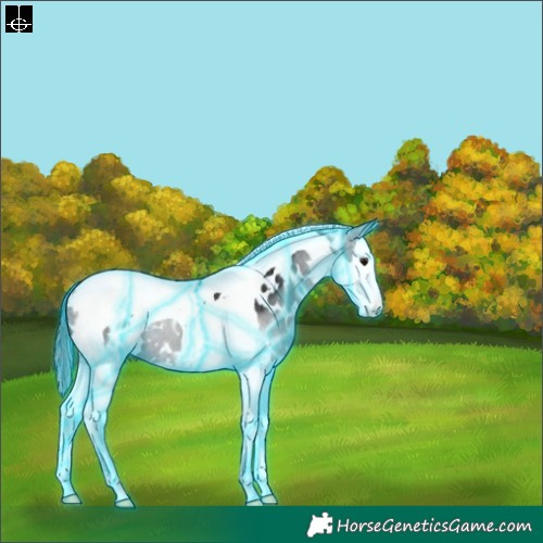 Horse Color:Thunderstruck White Spotted Smoky Black Splash Tobiano Blanket 