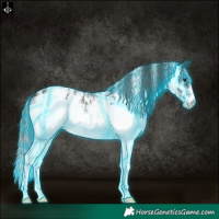 Horse Color:Thunderstruck White Spotted Smoky Black Appaloosa 