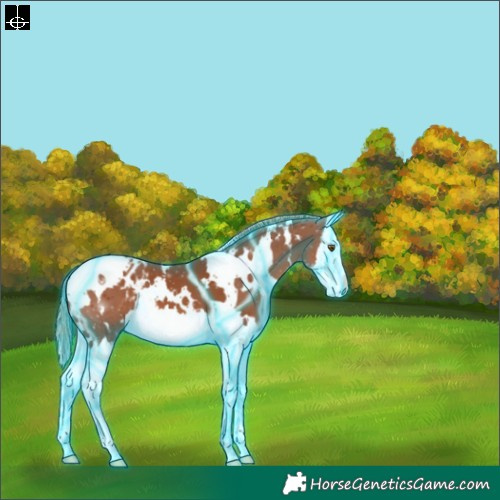 Horse Color:Thunderstruck White Spotted Chestnut Splash Blanket 