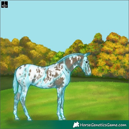 Horse Color:Thunderstruck White Spotted Silver Smoky Black Appaloosa