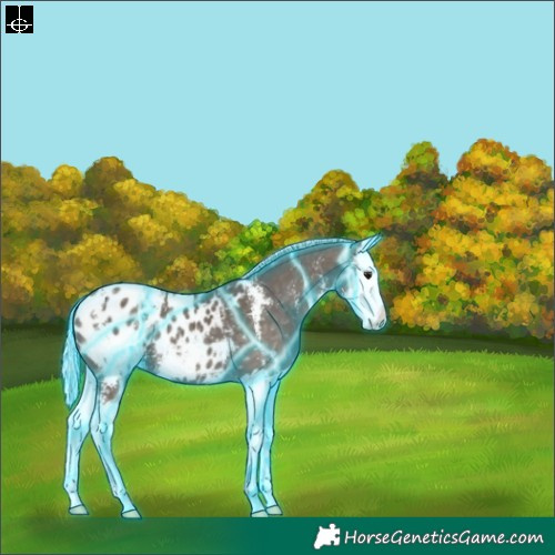 Horse Color:Thunderstruck Silver Smoky Black Sabino Splash Blanket 