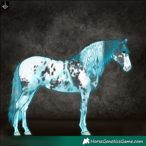 Horse Color:Thunderstruck White Spotted Black Appaloosa