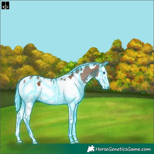 Horse Color:Thunderstruck White Spotted Silver Black Splash Blanket 