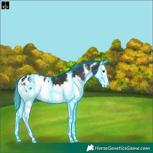 Horse Color:Thunderstruck Smoky Black Sabino Splash Appaloosa 