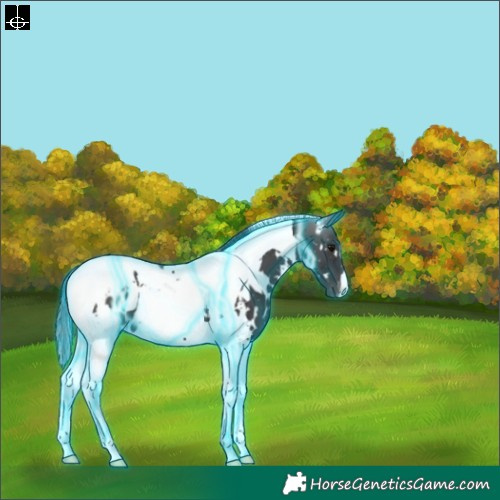 Horse Color:Thunderstruck White Spotted Smoky Black Tobiano Appaloosa 