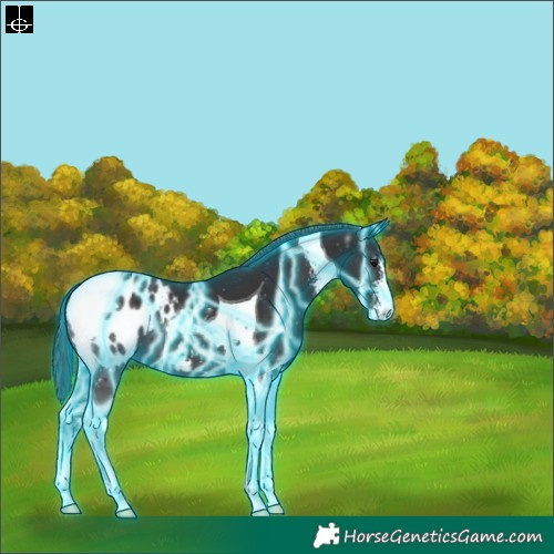 Horse Color:Thunderstruck Smoky Black Sabino Tobiano Appaloosa 