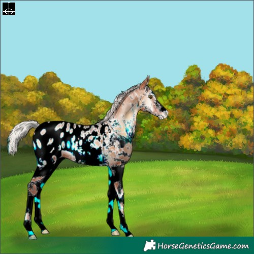 Horse Color:White Spotted Silver Brown Pearl Onyx Appaloosa 