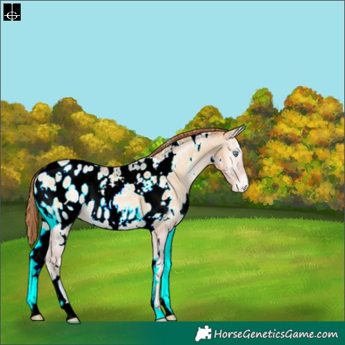 Horse Color:White Spotted Buckskin Pearl Onyx Blanket 