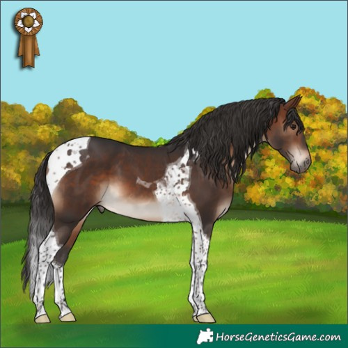 Horse Color:Brown Tobiano 