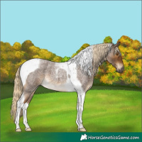 Horse Color:Chocolate Palomino Roan Tobiano 