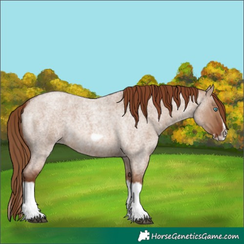 Horse Color:Red Dun Roan Splash Frame Rabicano