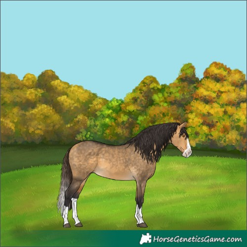 Horse Color:Buckskin Dun Splash