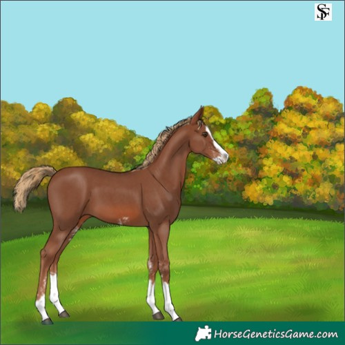 Horse Color:Chestnut Sabino Splash Varnish 