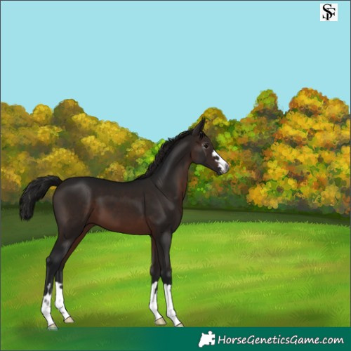 Horse Color:Gray Bay 