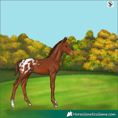 Horse Color:Chestnut Appaloosa 