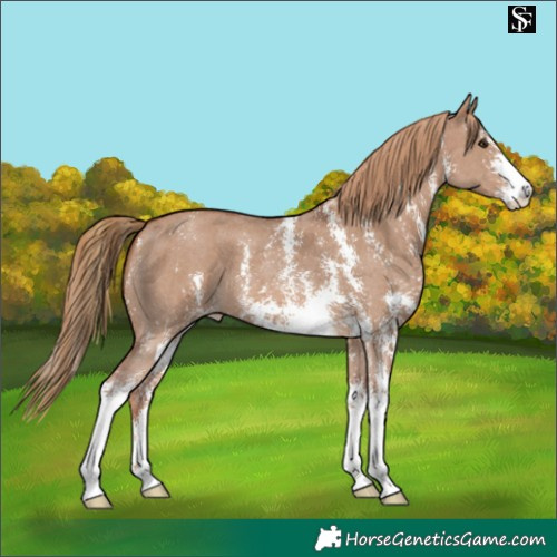 Horse Color:Red Dun Sabino 