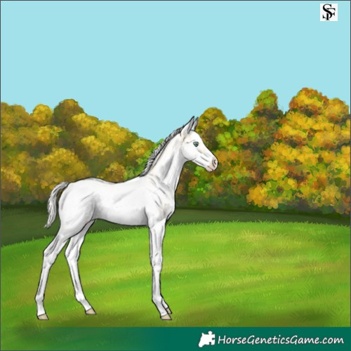 Horse Color:White Spotted Silver Amber Cream Champagne Dun Splash Frame 