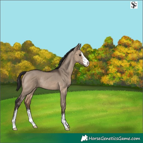 Horse Color:White Spotted Brown Dun Rabicano 