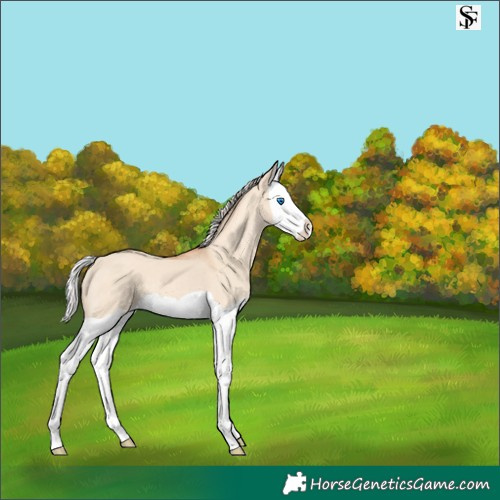 Horse Color:Silver Classic Champagne Dun Splash 