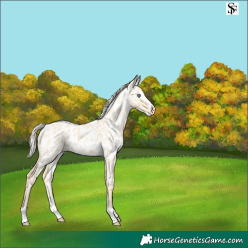 Horse Color:Silver Amber Cream Champagne Dun Splash Appaloosa 