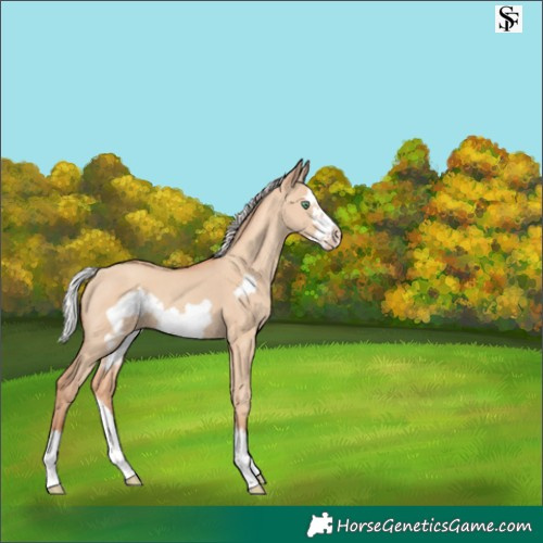 Horse Color:Silver Classic Champagne Dun Splash Frame 