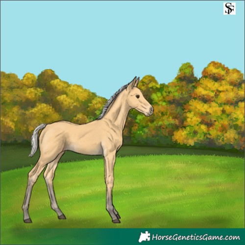 Horse Color:Silver Buckskin 