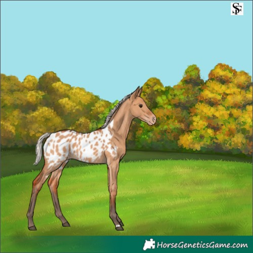 Horse Color:Silver Bay Dun Appaloosa 